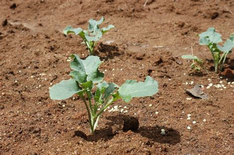 What Is The Perfect Broccoli Plant Spacing Tips And Tricks