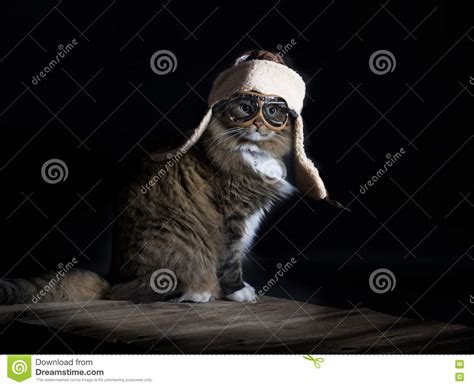 Cat Wearing Aviator Cap Stock Image Image Of Feline 70412035