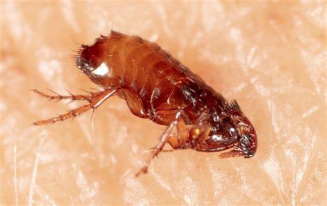 Additional Blog Posts Common Pest Pressures In Orlando Fl
