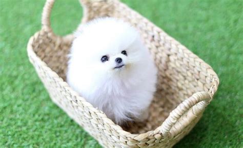 Teacup Pomeranian Whats Good And Bad About Em In 2020 Pomeranian