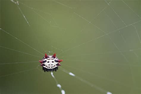 Bermuda Crab Spider Olympus E30 50mm F2 Jcolbyc Flickr