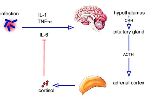 Activation Of The Hypothalamic Pituitary Adrenal Gland Axis By