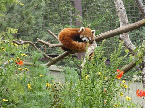 Red Panda Zoochat