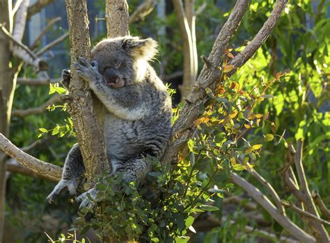 Sleepy Koala Taken On My Recent Trip To The San Diego Zoo Pics
