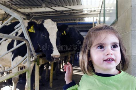 Farm Girl In Cow Milking Facility Editorial Stock Image Image 32198579