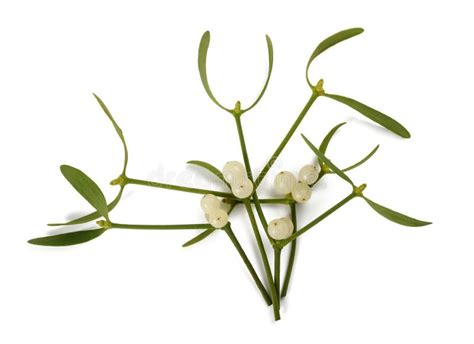 Mistletoe Stock Photo Image Of Medicine Fresh Herb 28081628