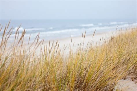 Sand Dunes Along The Beach Protect The Local Coastline Against Erosion