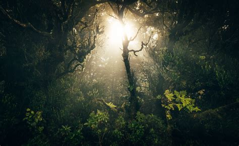 Wallpaper Sunlight Landscape Night Nature Grass Sky Branch