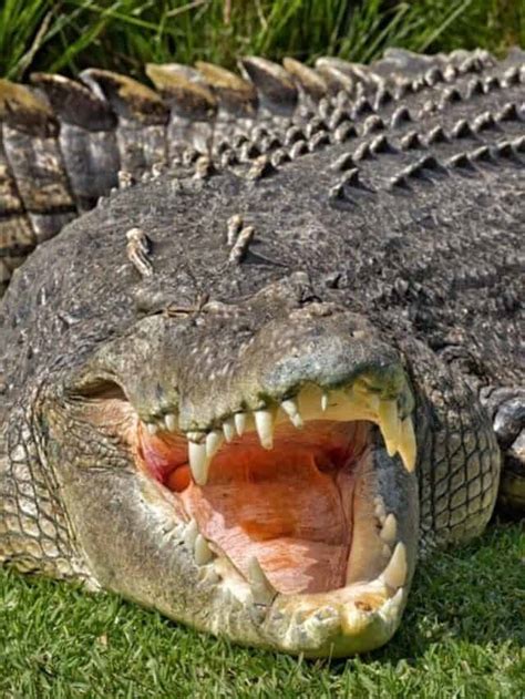 Epic Battles Saltwater Crocodile Vs Anaconda Az Animals