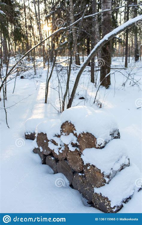 Firewood Stacked In Piles Covered With Snow Cutted Trunks In A Alpine