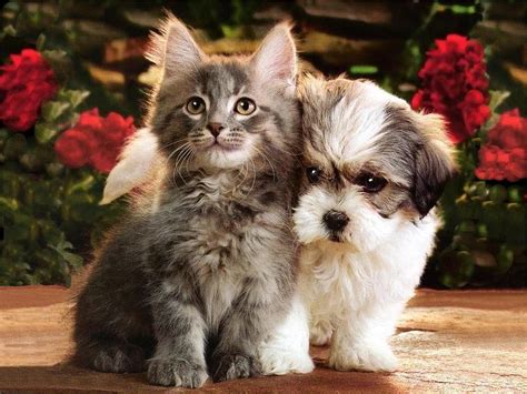 Cats And Dogs Pets Cute And Docile Hd Wallpaper Pxfuel