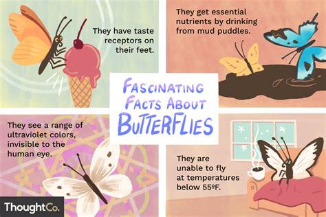 10 Fascinating Facts About Butterflies