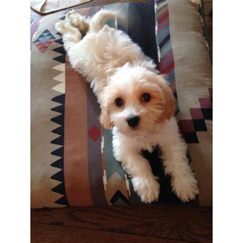Looking for a cavachon puppy for sale? cavachon puppies ohio 10 weeks old in Columbus, Ohio ...