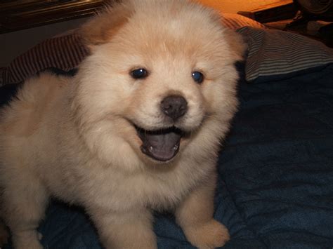 Chow chow mix with pomeranian is a very intelligent and active dog, make sure to walk them regularly. Chow Chow Puppy Pictures | Puppy Pictures and Information