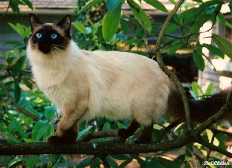 7 Best Cat Breeds Ideal For Allergic Person