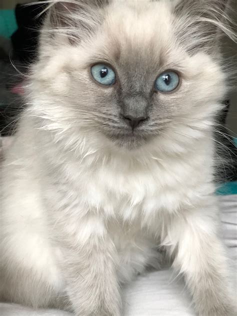 Older Ragdoll Cats For Adoption Giant Mainecoon Cats Ny