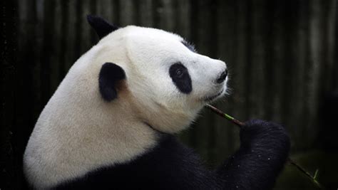 Wild Giant Panda Poaching Suspects Arrested In China Cbs News