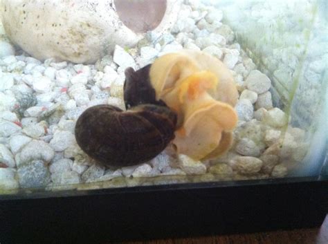 How many eggs do apple snails usually lay? What Kind Of Snails Are These? What Do I Do? I Posted This ...