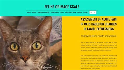 Pin On Felinity Care Vets Training Cognition