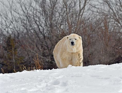 Female Polar Bear Killed By Male Bear During Breeding