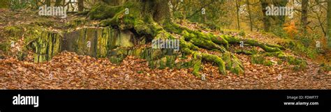 The Roots Of An Ancient Oak Tree Cling Around Rocks On Stony Ground