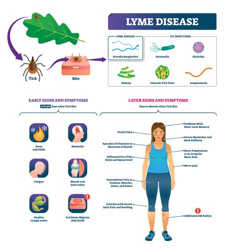 Different Stages Of Lyme Disease