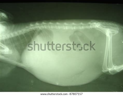 Ascites Abdominal Cavity By Dog Xray ภาพสต็อก 87807157 Shutterstock