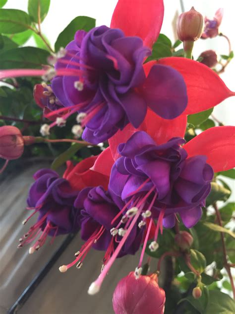 Fuchsia Hanging Baskets And Plants Great For Part Sun Or Shade