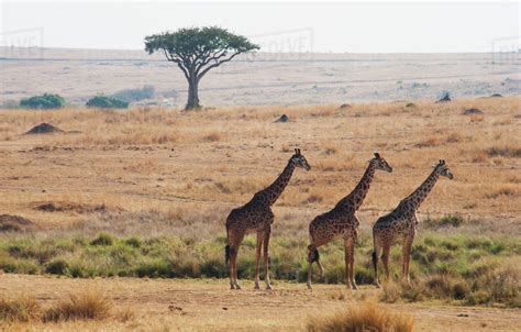 Three Giraffes Standing In A Row With The Landscape Of The Maasai Mara