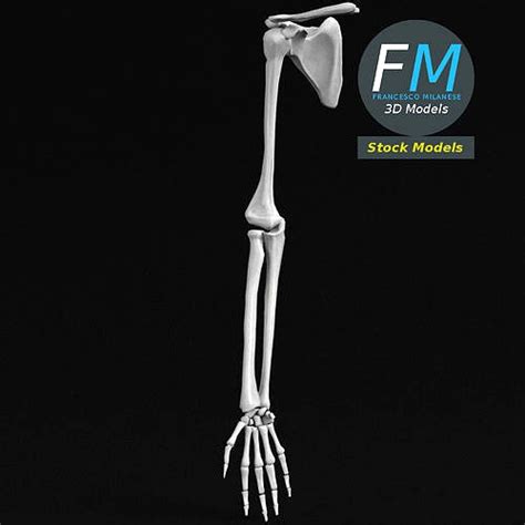 Anatomy Hand And Arm Bones 3d Model