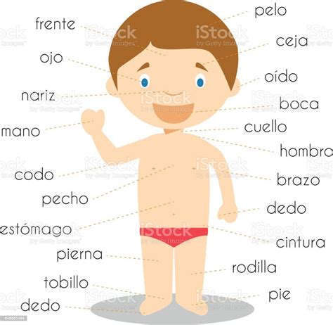 Human Body Parts Vocabulary In Spanish Vector Illustration Stock