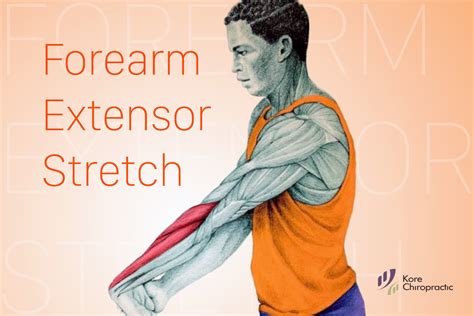 Forearm Extensor Stretch 💪 Targeted Muscles Forearm Extensor