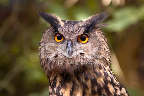 Great Horned Owl Portrait With Bright Orange Eyes Stock Photo Royalty