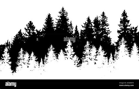 Spruce Forest Silhouette Background Monochrome Winter Snowy Forest