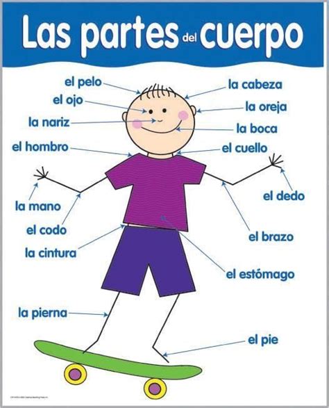 Las Partes Del Cuerpo Spanish Worksheets Spanish Lessons For Kids