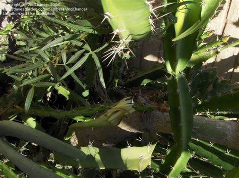 I've seen these growing wild in oro valley, az & on the 'el camino del diablo trail' (devils' highway) that runs between ajo and wellton, arizona in the cabeza prieta. PlantFiles Pictures: Peniocereus Species, Arizona Queen of ...