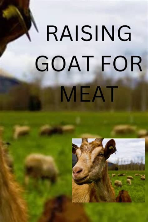 Buy Raising Goat For Meat Complete Beginners Guide On How To Raise Goat For Meat Tips Basics
