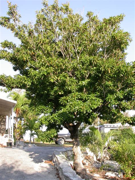 Filesapodilla Tree Wikimedia Commons