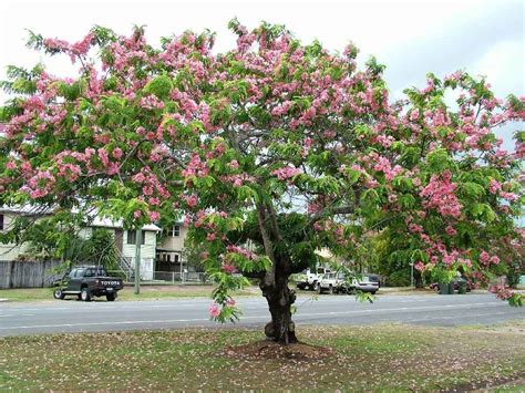 Cerasus.they are also known as japanese cherry and sakura (桜 or 櫻; Cassia Javanica in India | Flowering trees, Landscape ...