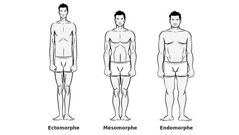 Ectomorphe Mésomorphe Endomorphe Quelle Est Votre Morphologie