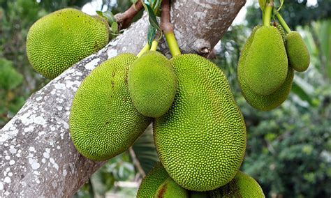 Green Jackfruit Is ‘pulled Pork For Vegetarians The Next Big Food
