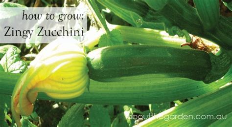 Check spelling or type a new query. Spring Vegetable | Pollination | Pests | Diseases ...