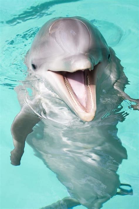 Dolphins Are Always Happy With Images Baby Dolphins Cute Animals