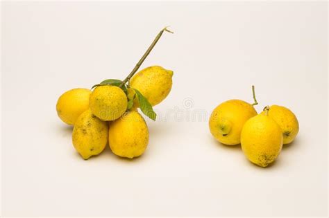 Lemons Freshly Picked From The Tree Very Acid Citrus Stock Photo
