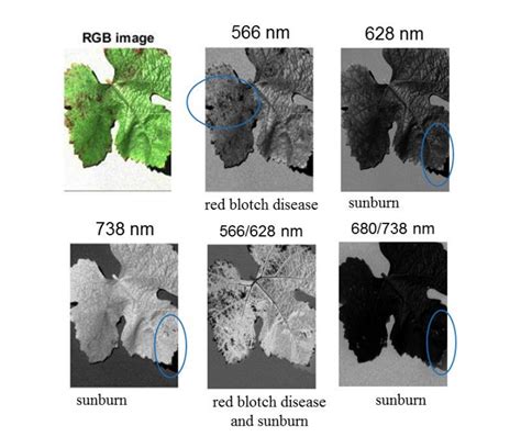 Detecting Red Blotch Disease In Grape Leaves Using Hyperspectral