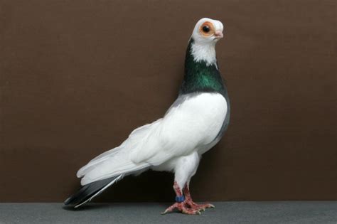 World Of Pigeons And Doves Budapest Shortbeak Budapester Kurze