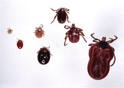 Lyme Disease Confirmed In Washtenaw County Ticks The Manchester Mirror