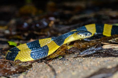 Banded Krait Bungarus Fasciatus