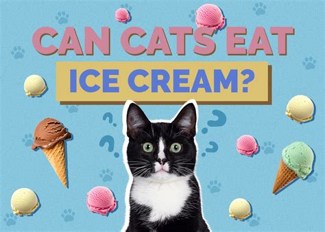 Can Cats Eat Ice Cream Vet Approved Nutrition Facts And Faq Hepper