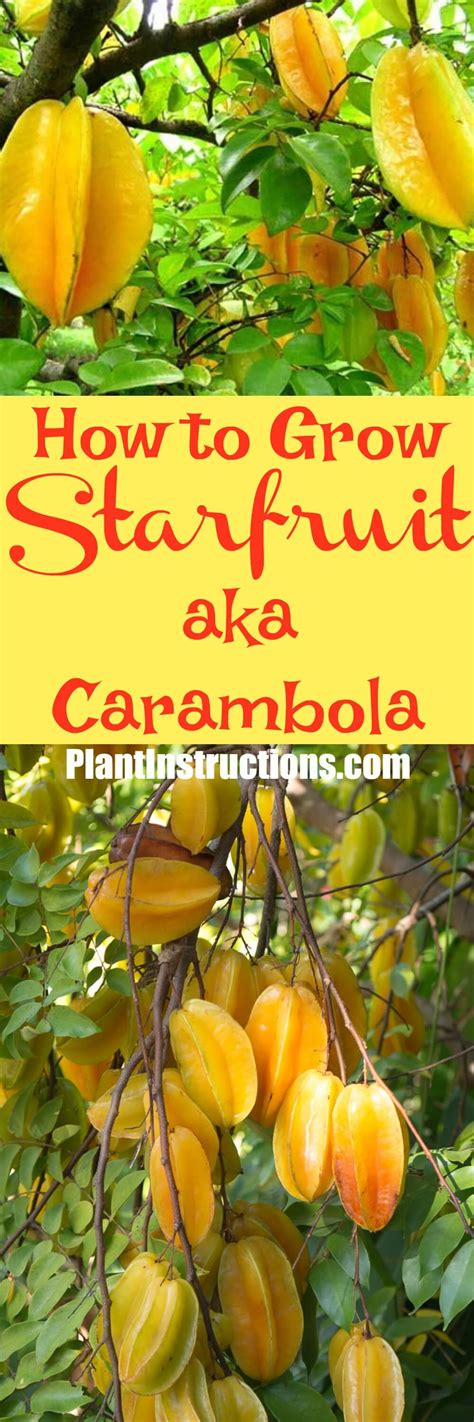 How To Grow Starfruit Plant Instructions